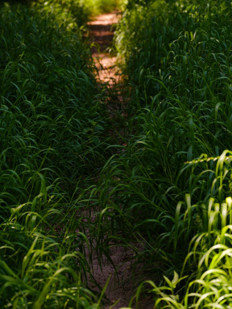 Be Extra Careful Around Tall Grass