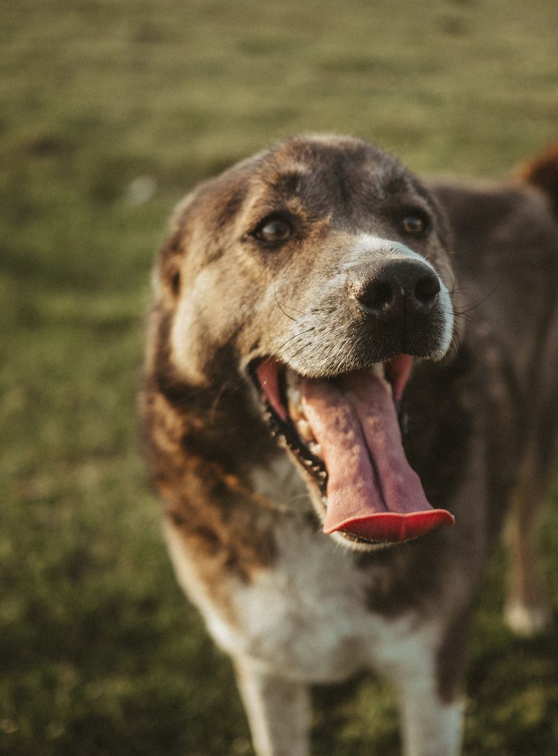 Heavy Panting Can Become More Concerning In Smoky Air