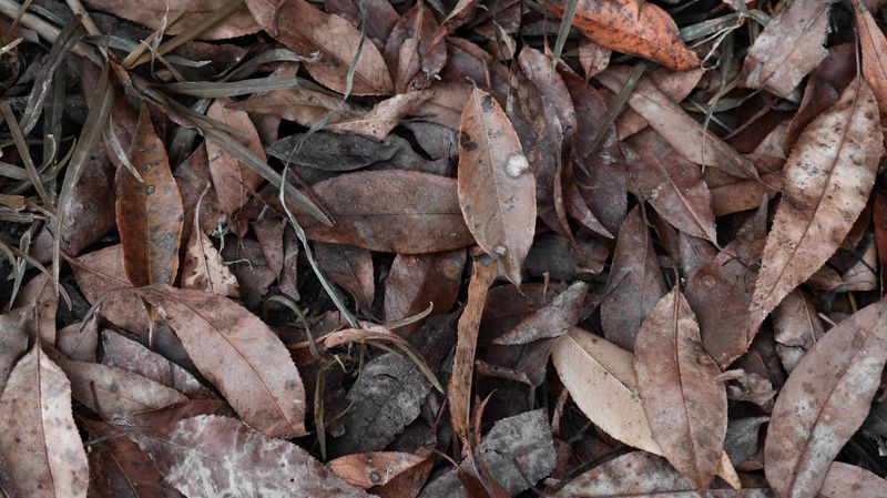 Be Extra Careful Around Fallen Leaves