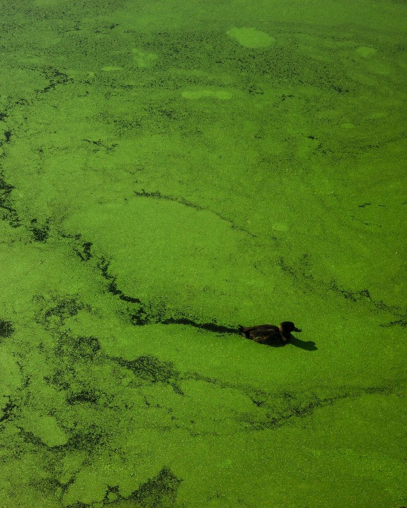 Notice Water That Looks Off