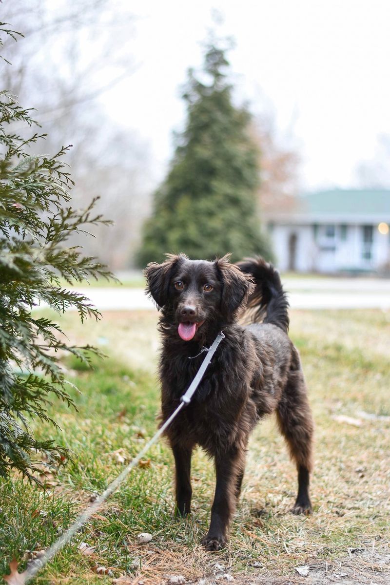 Keep Your Dog Away From Wildlife