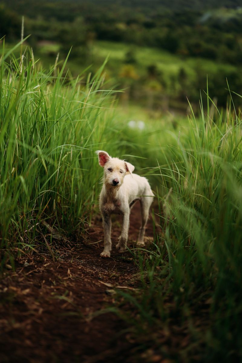 Stay Out Of Tall Grass And Thick Brush