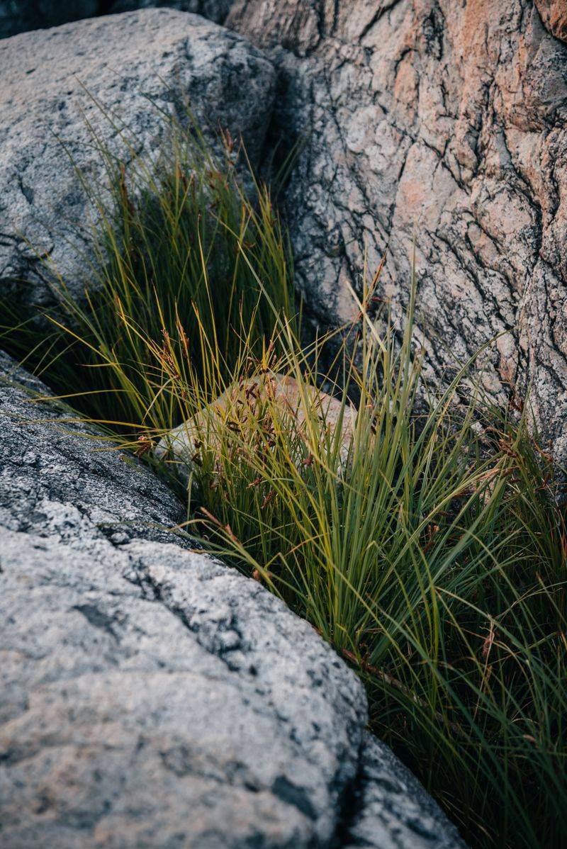 Check Tall Grass and Rock Crevices
