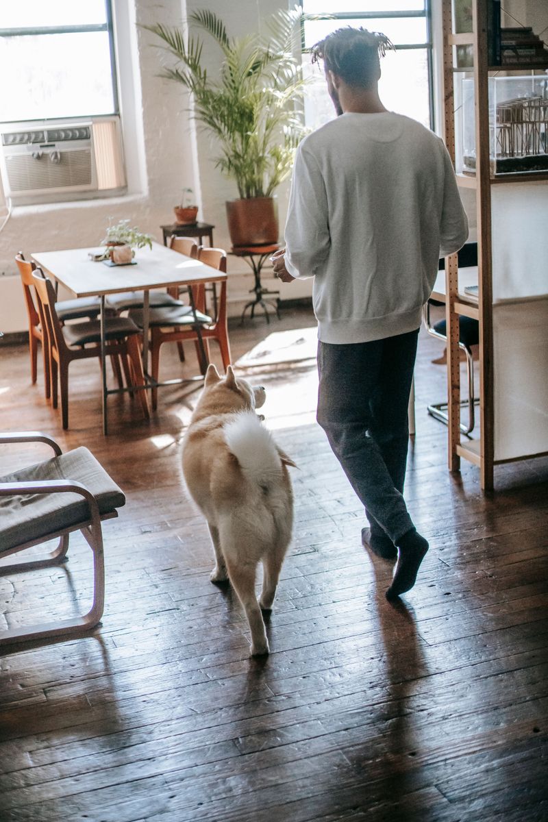 Bring Pets Indoors