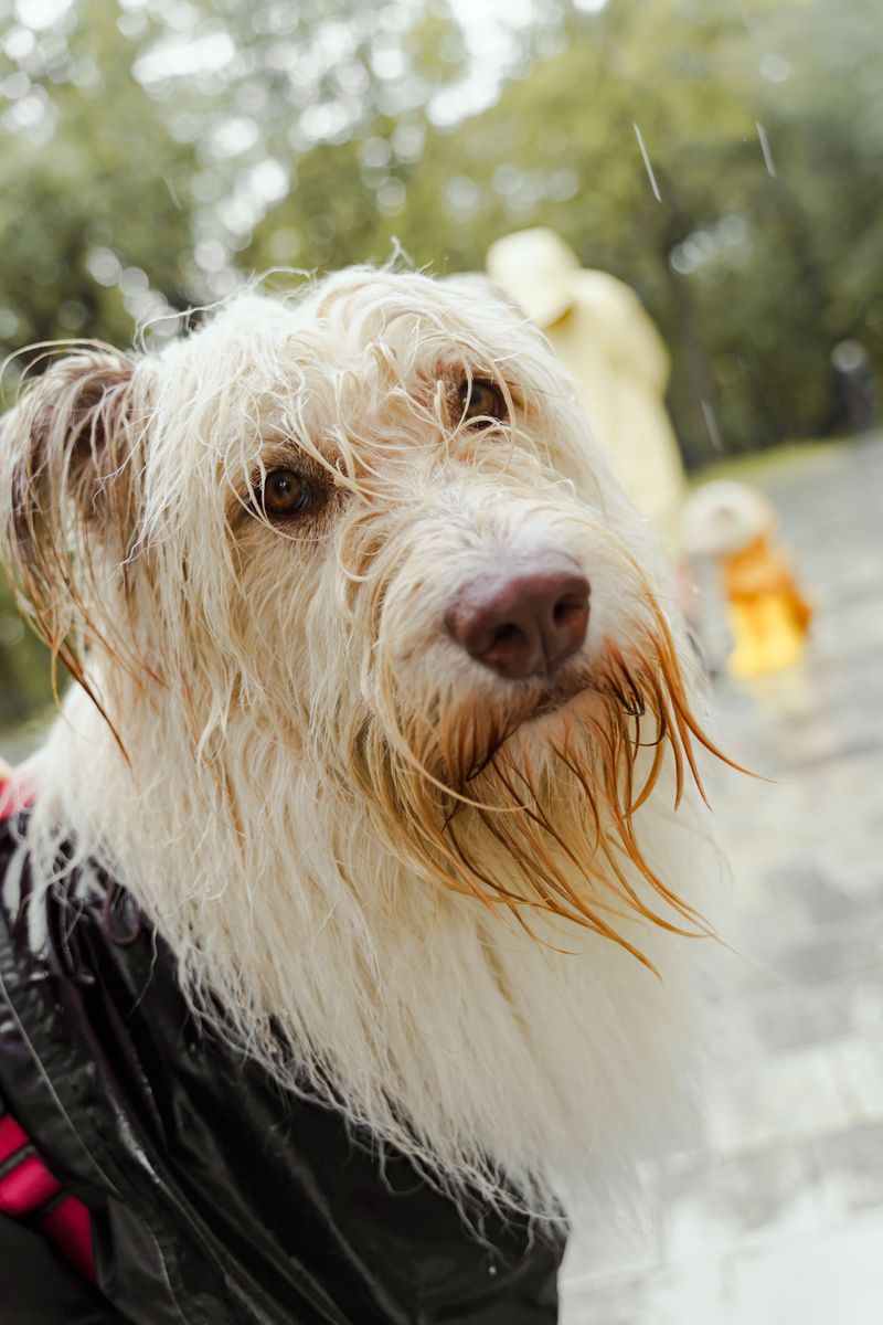 Wet Fur Can Leave Dogs Chilly