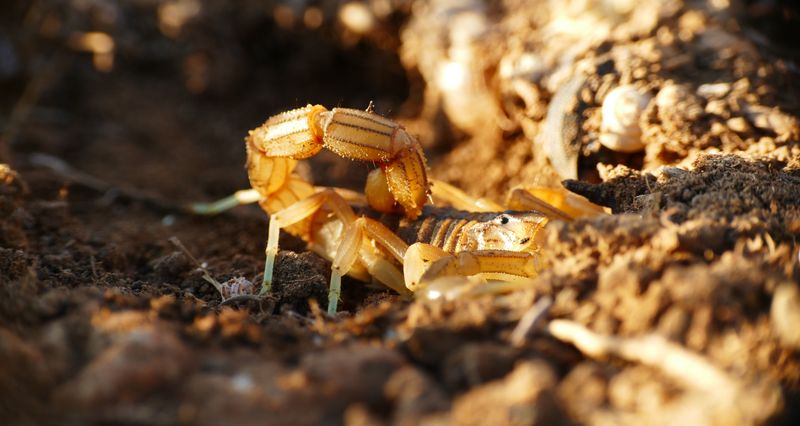 Clear out scorpion hiding spots