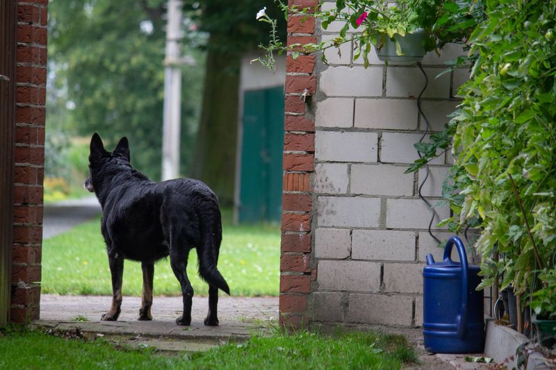 Keep Dogs Inside at Night When Bears Are Active