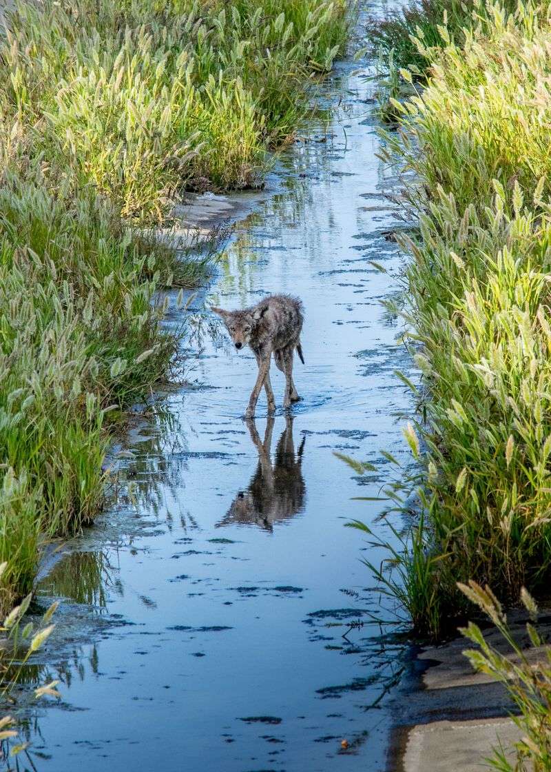 Do Not Approach an Injured Coyote