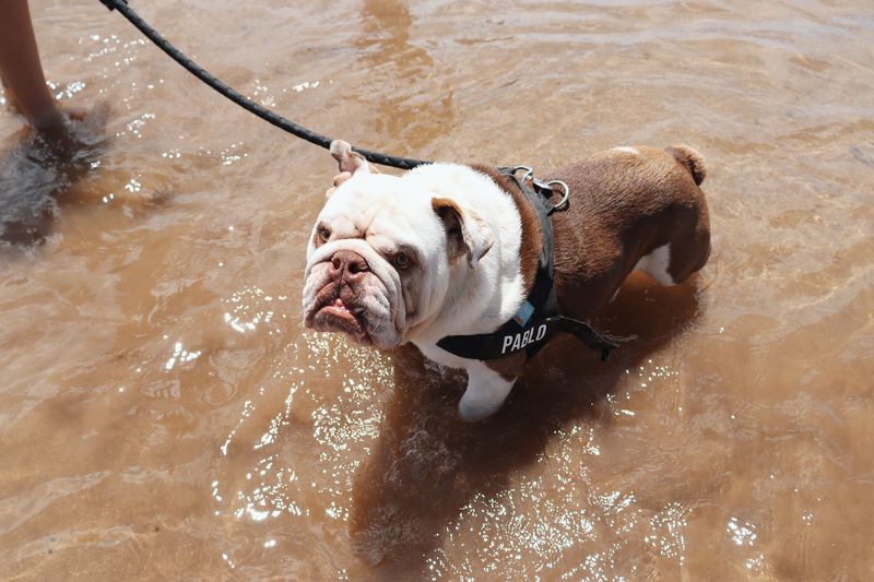 Leashes Provide an Important Safety Margin