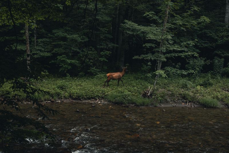 Give every wild animal a way out