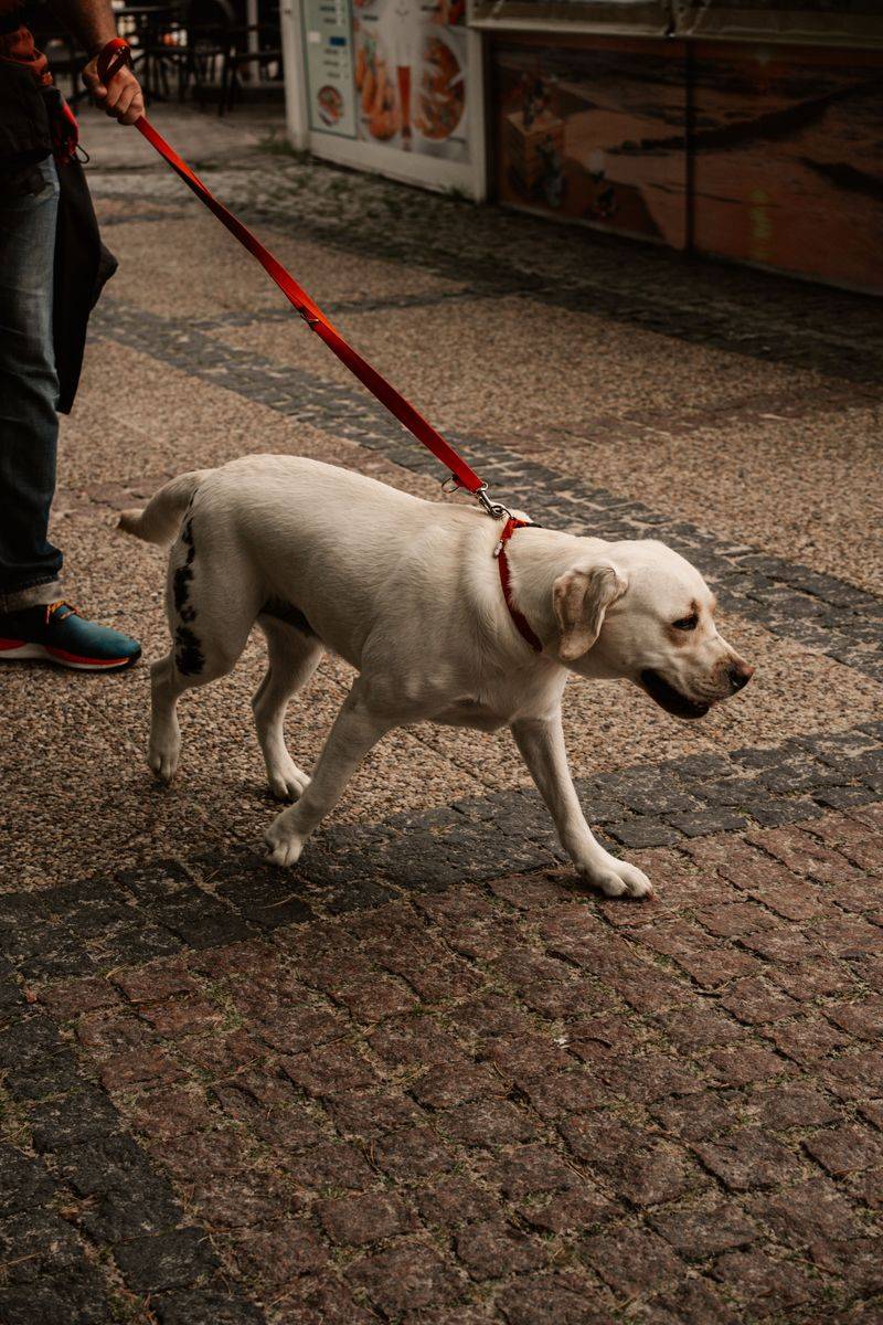 Harm to Another Person's Pet Falls on the Owner