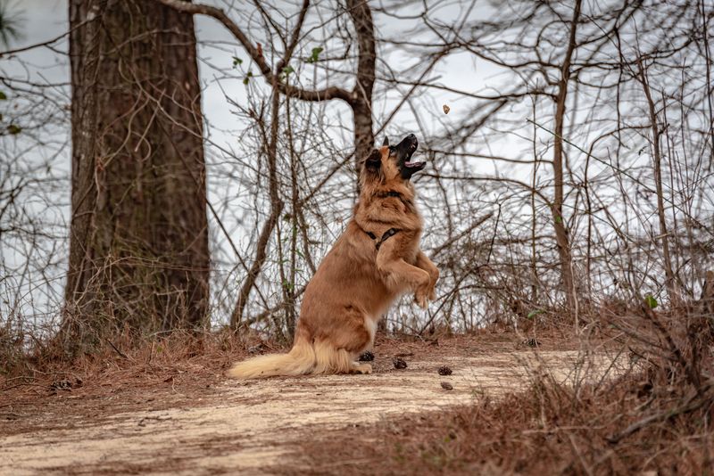 Chasing Wildlife Is Never Worth It