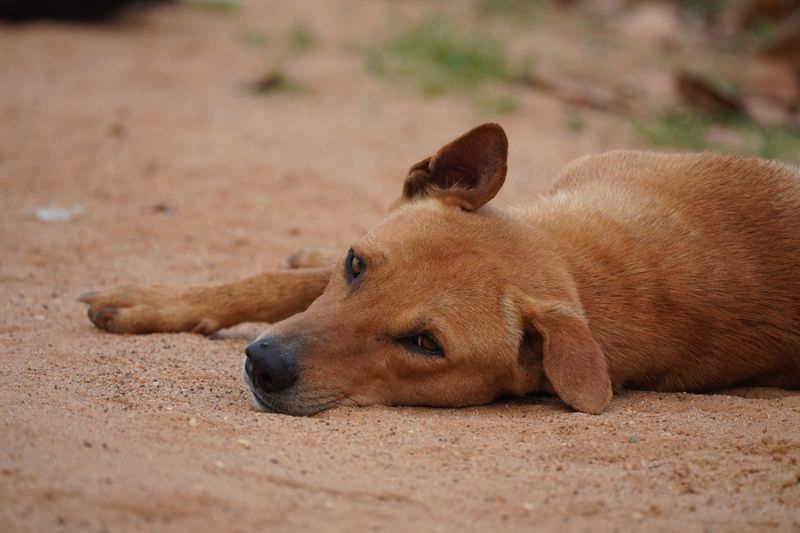 Lethargy or Unusual Drowsiness
