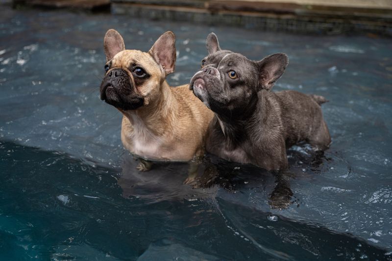 Not every dog is built for river adventures