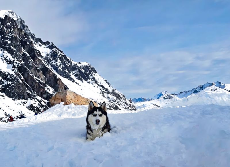 Siberian Husky