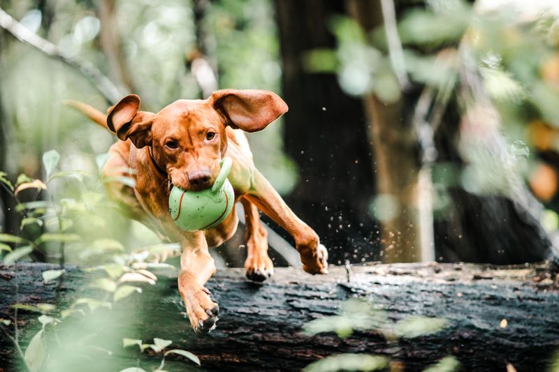 Vizsla