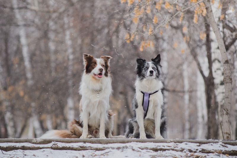 Border Collie