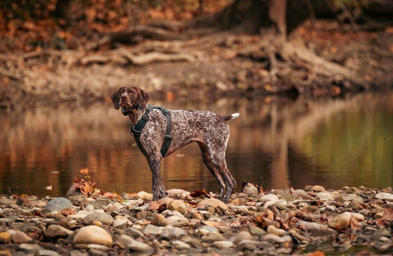 German Shorthaired Pointer