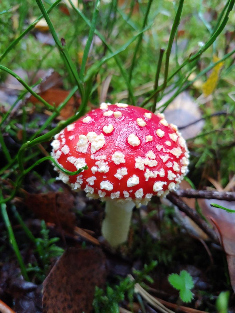 Fly Agaric (Amanita muscaria)