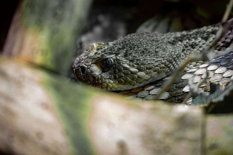 Timber Rattlesnake