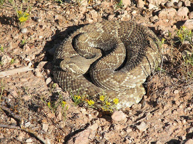 Mojave Rattlesnakes