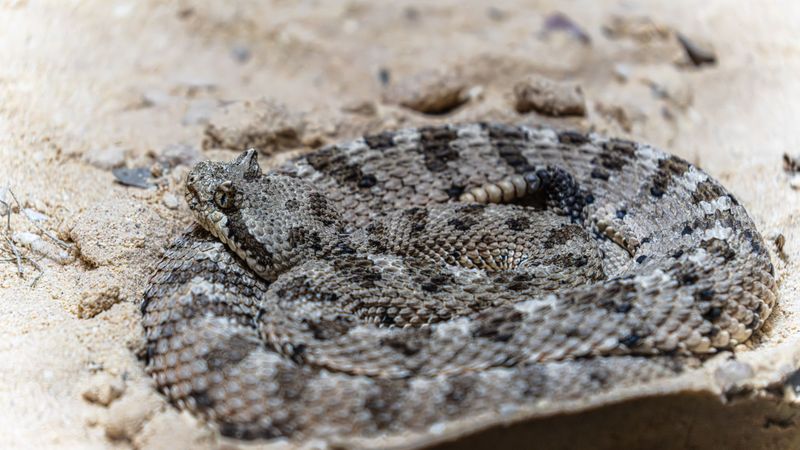 Desert Massasauga