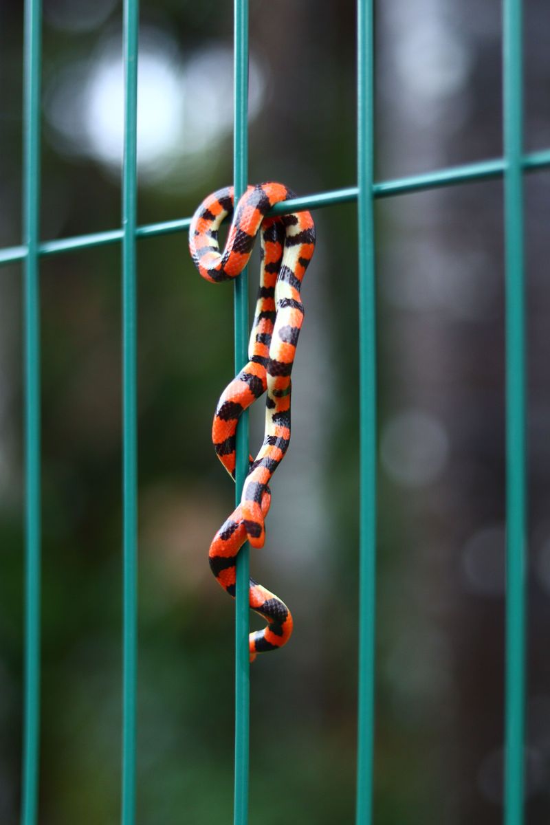 Texas Coral Snake