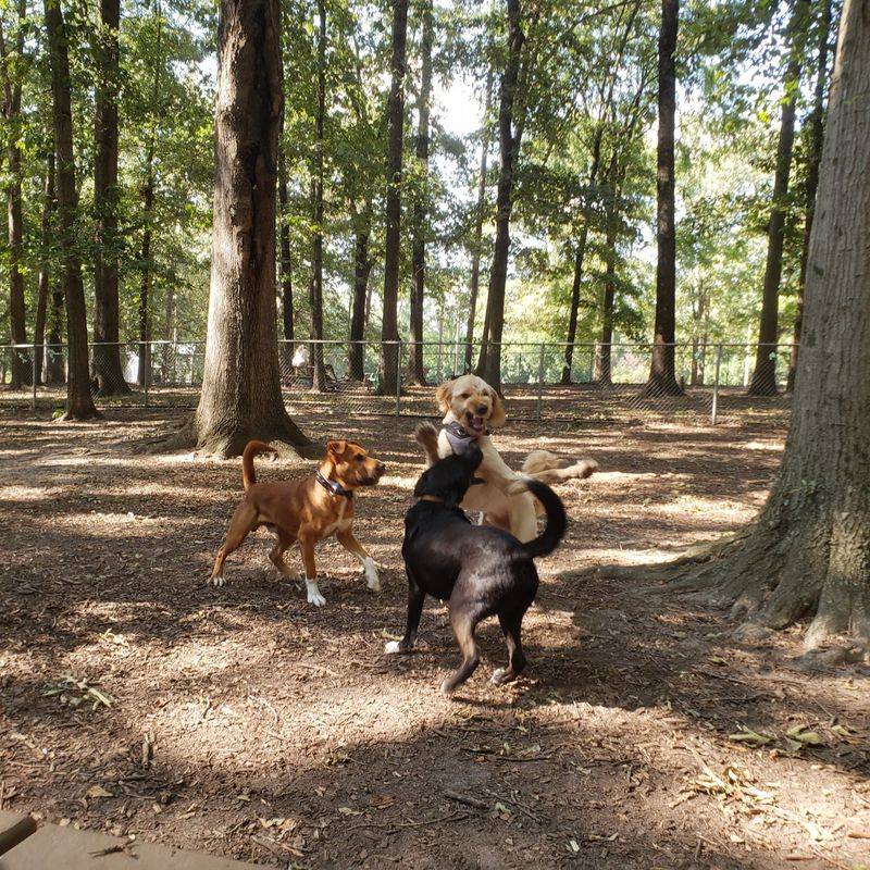 Oakwood Park Dog Park, Raleigh