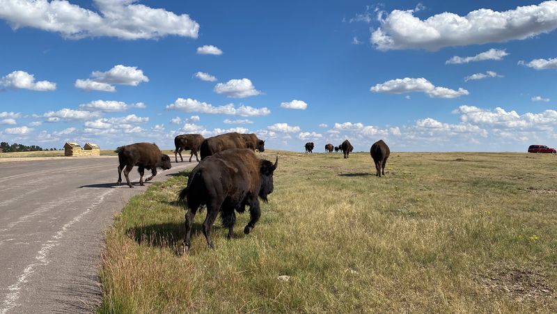 Bison and Wildlife Need One Hundred Feet