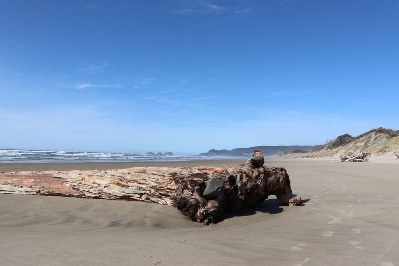 Avoid Standing On Logs Near The Surf