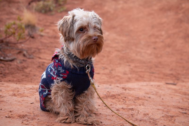 Stay close to small dogs where coyotes roam
