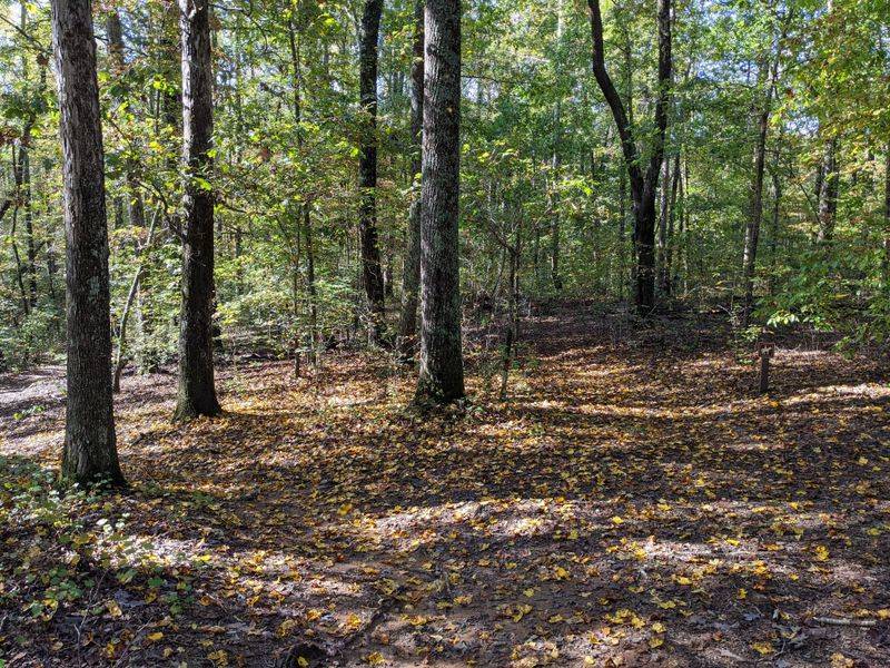 Arkansas Woods And Fields Are Prime Tick Country
