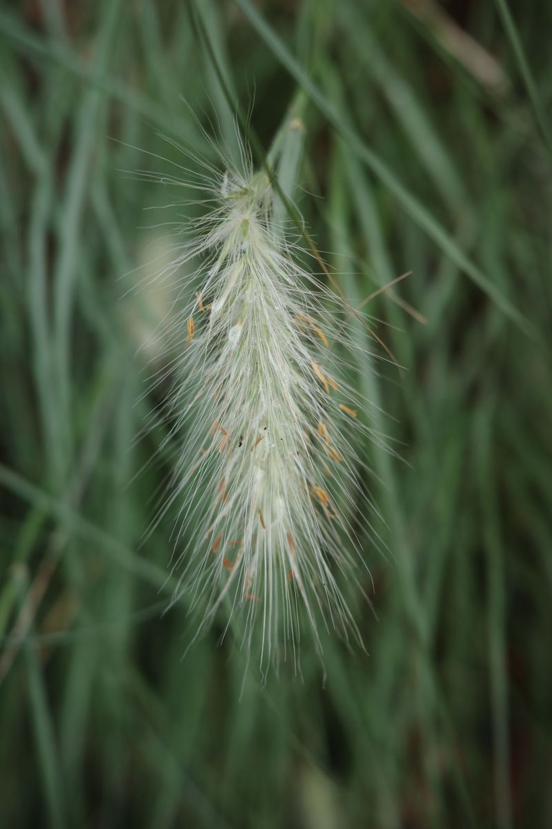 Foxtails Are Not Just One Plant