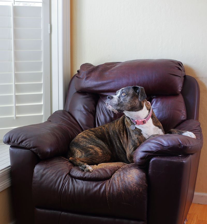 Bring Your Dog Indoors When the Air Turns Hazy