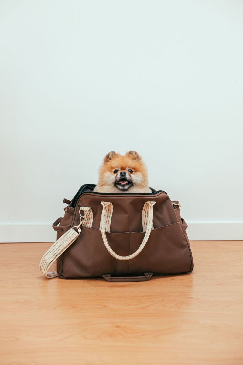 Build A Go-Bag For Your Dog