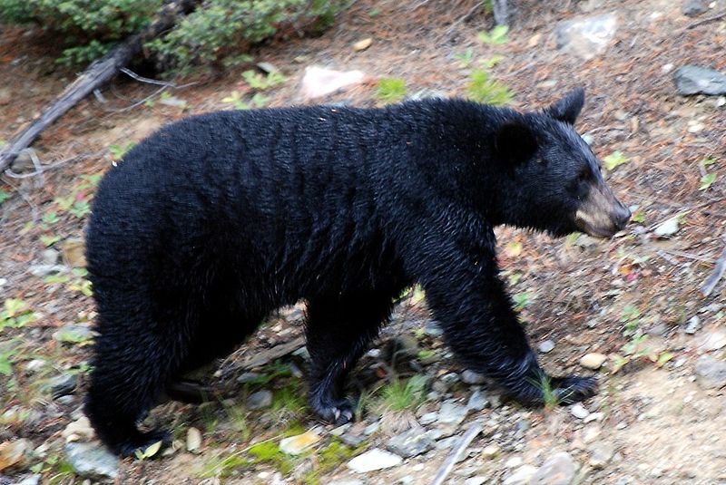 Black Bears Are Part of Connecticut's Wildlife