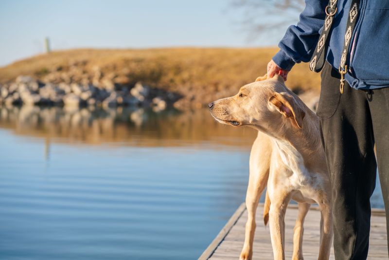 Keep Dogs Away From the Water's Edge
