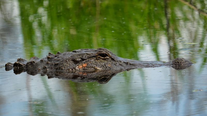 Assume Alligators Are Present in Every Florida Waterway