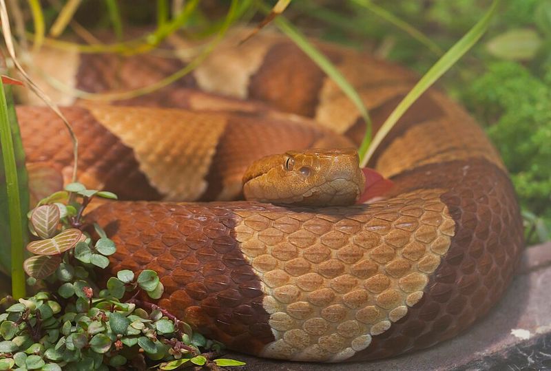 Why Copperheads Are Found In Georgia