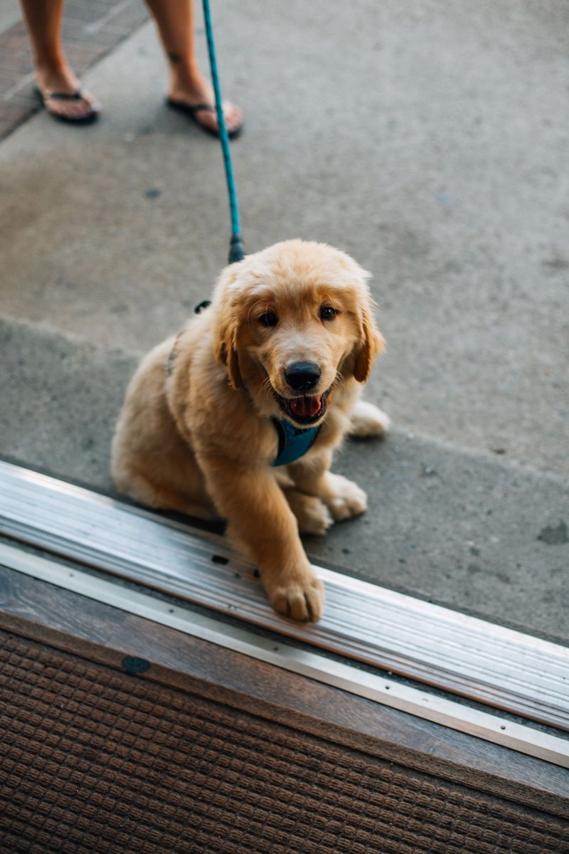 Hawaii's Dog Quarantine Rules Start Before You Fly