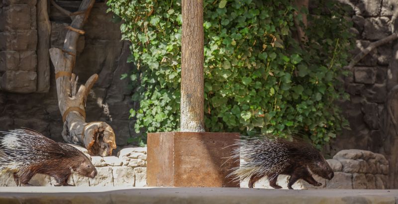 Porcupines live all across Maine's woods