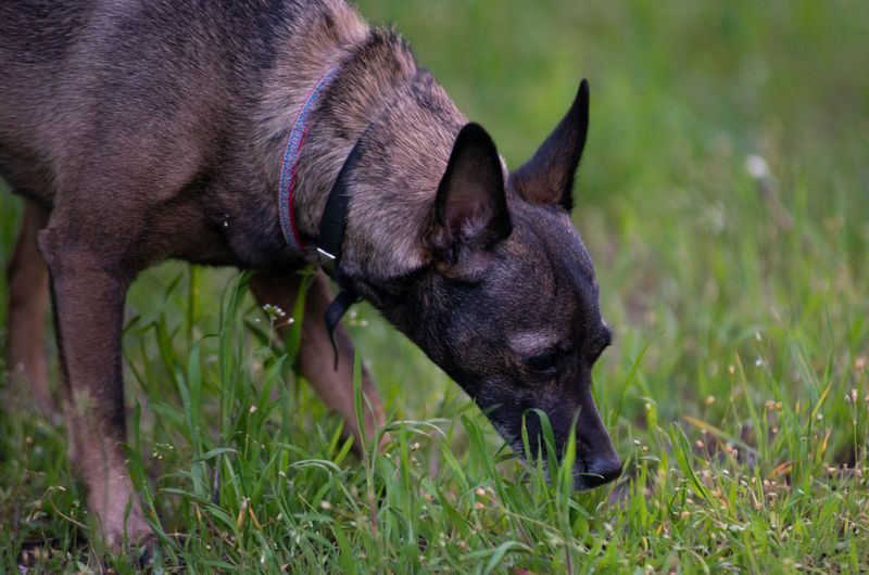 Why Curious Dogs May Get Too Close