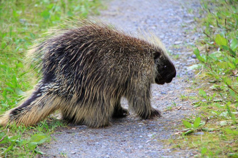 Understanding Porcupines Around Montana Properties