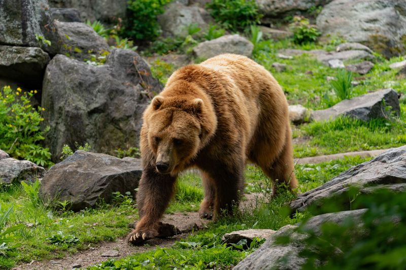 Know Where Grizzlies Are Found