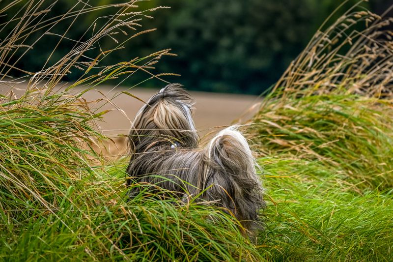 Why Grass Awns And Burrs Matter In New Mexico