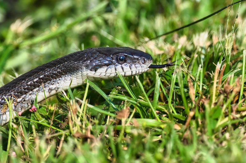 Know Which Snakes Your Dog May Encounter