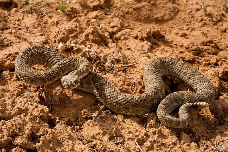 Where Prairie Rattlesnakes Are Found In North Dakota