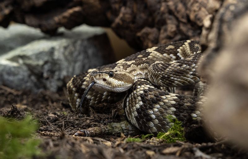 Know Oklahoma's Venomous Snakes