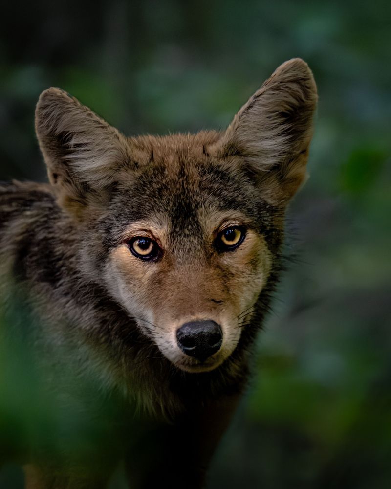 Know Which Wildlife You May Encounter