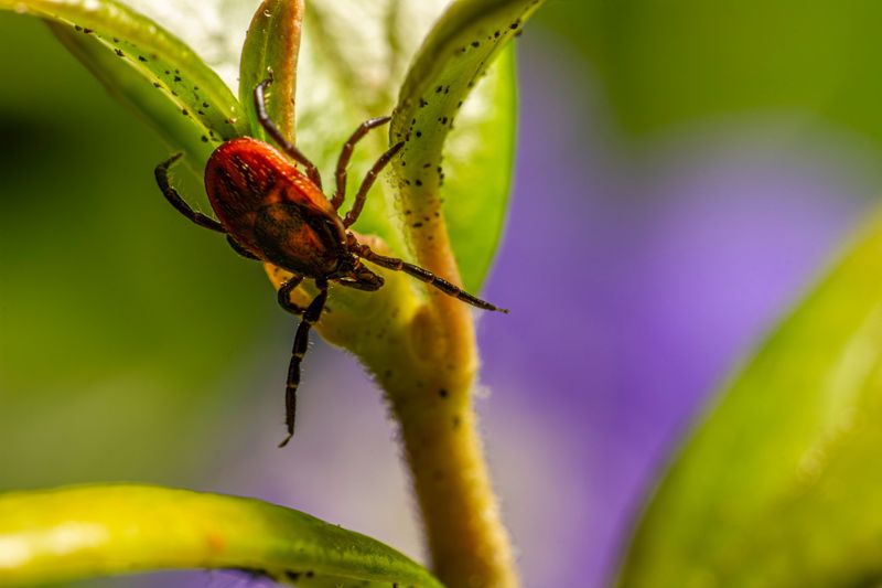 Know When Tick Season Is Most Active